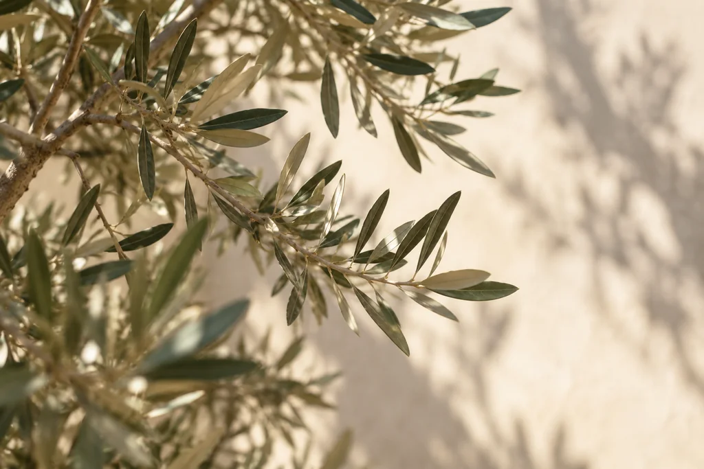 Olive branches in afternoon sunlight